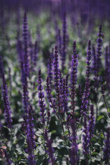 Fresh blooming purple lavender in the field. Beauty of nature. Vertical