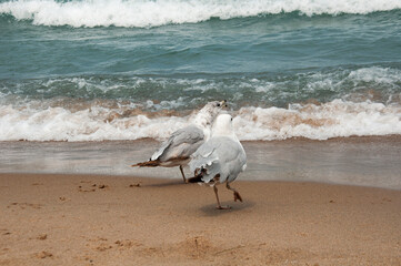 seagulls on the beach