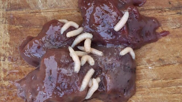 Nahaufnahme von Fliegenmaden auf einem St&uuml;ck Fleisch