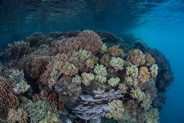 Fototapeta na wymiar A healthy coral reef thrives in shallow water in Raja Ampat, Indonesia. This region is known for its spectacular marine biodiversity and is called the heart of the Coral Triangle.