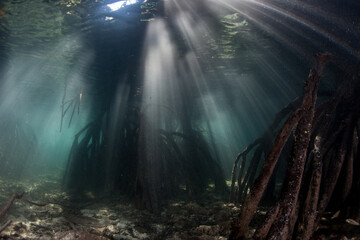 Beams of light enter a mangrove forest in Raja Ampat, Indonesia. Mangroves serve as vital nursery habitats for fish and invertebrates.