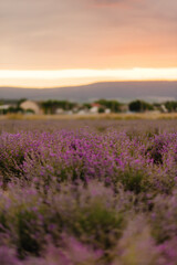 Naklejka na ściany i meble Beautiful lavender flowers close-up on a lavender field during sunset. Colorful and beautiful nature. Growing lavender for cosmetics.