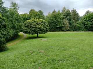 trees in the park