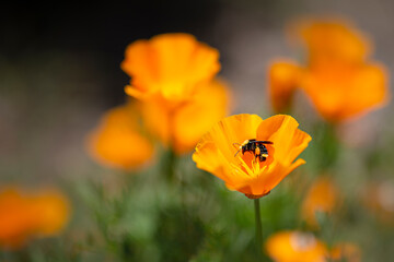 Native Bumblebee Pollinating California Orange Poppy Flower 