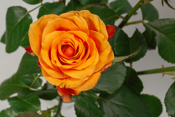 Orange rose isolated on a white background.