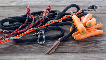 Carrots for the horse and carrot stick. Natural equestrian equipment. A rope, a halter for...