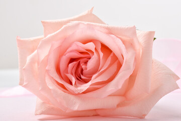 Fototapeta na wymiar One pink rose close-up. Festive background for an invitation