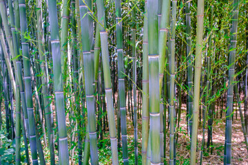 Details on a grove of Bamboo trees with fresh growth and various colors