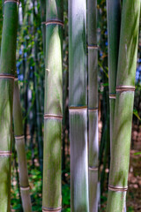 Close up details of bark on Bamboo Trees