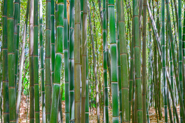 A forest of Bamboo trees and their bark in various colors of green and maturity.