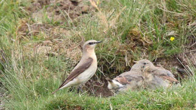 Wheatear feeding caterpillar to chicks at nest hole and removes faecal sac