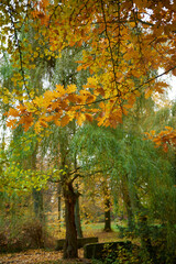 Jesień barwi liście dębów i miłorzębów.. Turyści opuścili ścieżki przyrodnicze, w lesie i parku panuje cisza. - obrazy, fototapety, plakaty
