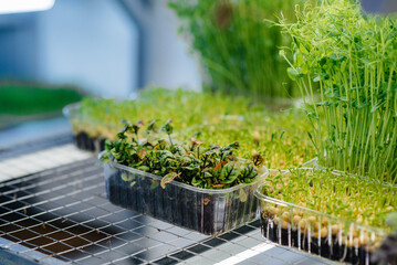 Juicy and young sprouts of micro greens in the greenhouse. Growing seeds. Healthy eating