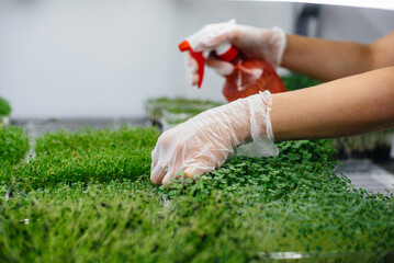 A girl is watering micro green sprouts close-up in a modern greenhouse. Healthy diet