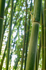 Obraz premium Closeup image of the details on a stalk of bamboo tree
