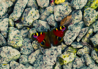motyl © Magical moments