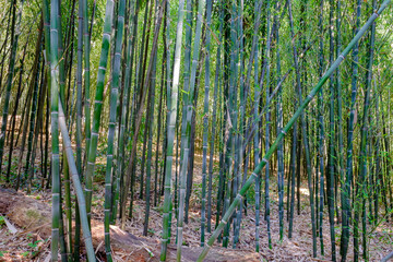 A beautiful grove of of bamboo trees