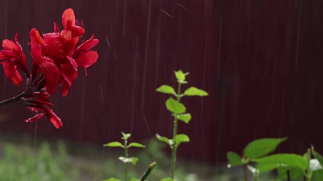 Canna x Generalis red flower in the rain in the summer in the afternoon in Ukraine, a flower in the garden in the rain, summer rain
