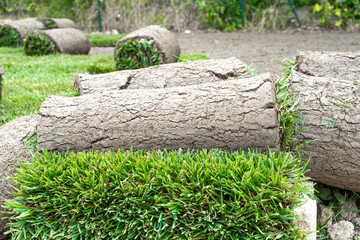Laying of a rolled lawn.