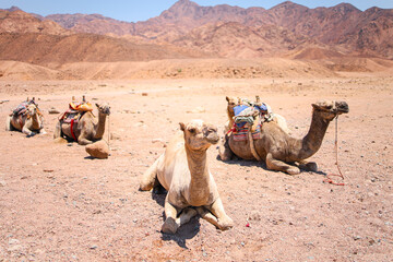 Fototapeta premium close-up of a camel lying on the sand behind it there are other camels