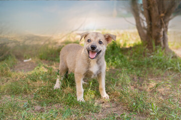 Small, homeless puppy on the grass