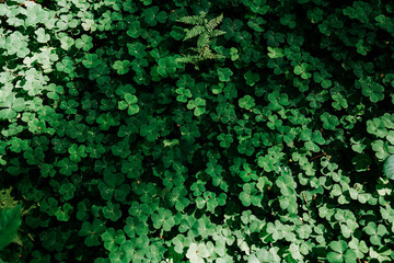 Green clover field. Natural leaves in the forest. Real natural background at summer