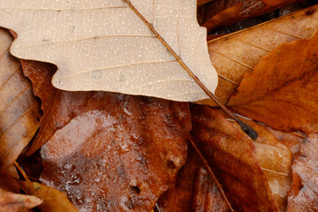 Autumn leaves and chestnuts fallen off trees