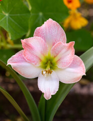Fototapeta na wymiar white and pink gentle Apple Blossom Amaryllis flower