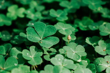 Green clover field. Natural leaves in the forest. Real natural background at summer