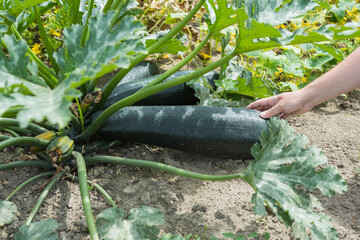 Large comely organic courgettes, zucchinis growing in the garden touched by man's hand
