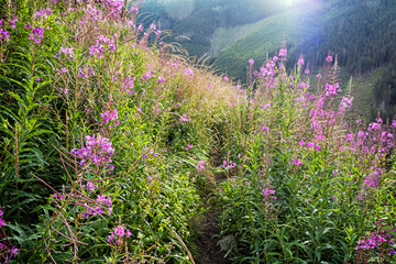 Obraz premium Epilobium angustifolium flowers, Western Tatras, Slovakia