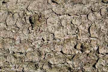The texture of the tree bark in close-up. Pine is a tree.