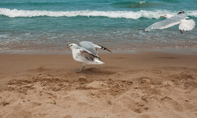 seagull on the beach