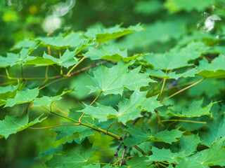 Fototapeta na wymiar Spring branches of maple tree with fresh green leaves