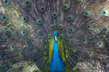 Pfau mit aufgestellten Federn, Nahaufnahme, frontal