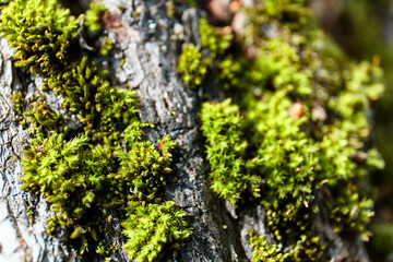 moss on tree