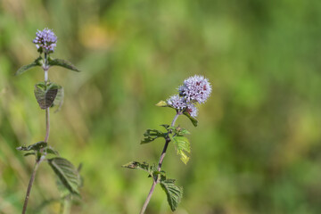 Water mint (Mentha aquatica) blooming flower on green blurred background, It can be used to make a...