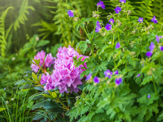 Korean pink azalea Rhododendron poukhanense in the park on the background of green trees