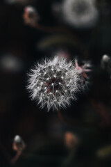 Close up detail of fresh white fluffy dandelion growing in wildlife. Vertical