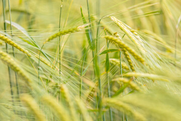 Wheat Rye Field, Ears of wheat close up. Harvest and harvesting concept. Ripe barley on the field on late summer morning time, sunrise backlight, shallow depth of the field