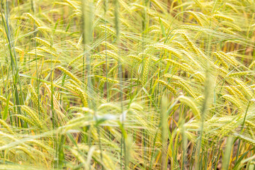 Wheat Rye Field, Ears of wheat close up. Harvest and harvesting concept. Ripe barley on the field on late summer morning time, sunrise backlight, shallow depth of the field