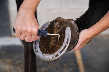 Detail of horse owner hands cleaning horse hoof with a hoof picker. - obrazy, fototapety, plakaty