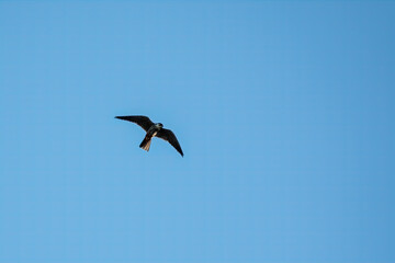Predatory bird Eurasian Hobby or Falco subbuteo flies in blue sky. The Eurasian hobby , Falco subbuteo, or just simply hobby