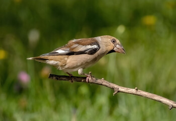 A Hawfinch bird sits on a branch of a dead tree, close-up
