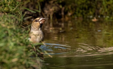 Hawfinch bird on a pond drinking water close-up