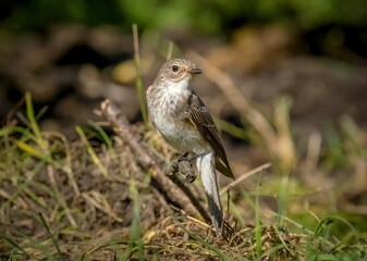 Bird Spotted flycatcher sits on a branch close-up