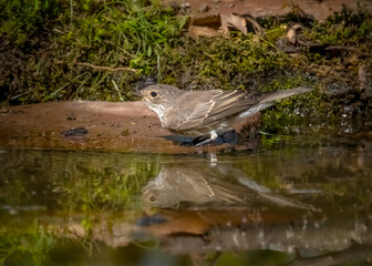 A flycatcher bird drinks water from a forest pond close-up