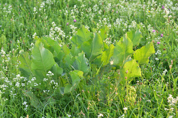 Wild horseradish gliding among the clover in the light of the setting sun. Day.