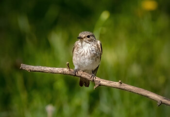Bird Spotted flycatcher sits on a branch close-up
