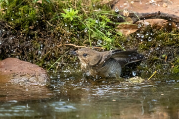 The warbler bird swims in a forest pond with moss-covered banks close-up